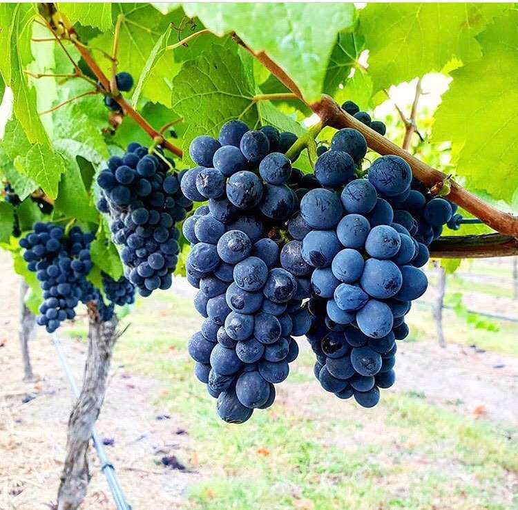 2019 07 01 BzYLvn nuh8 2078462879301822588