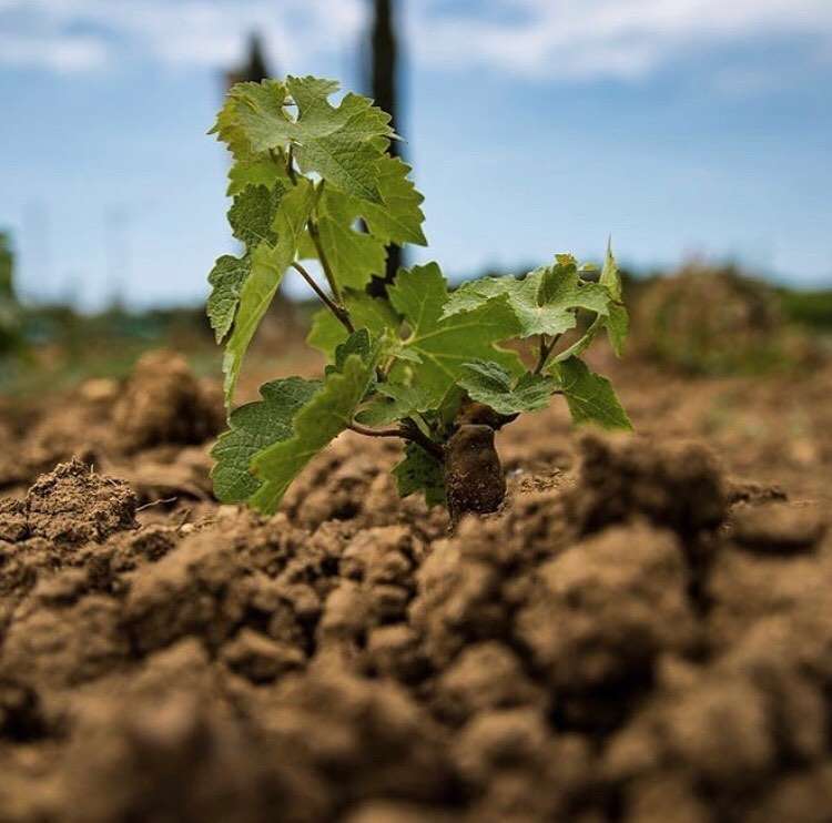 2019 09 14 B2ZC4yhnZ6A 2132748597171428992