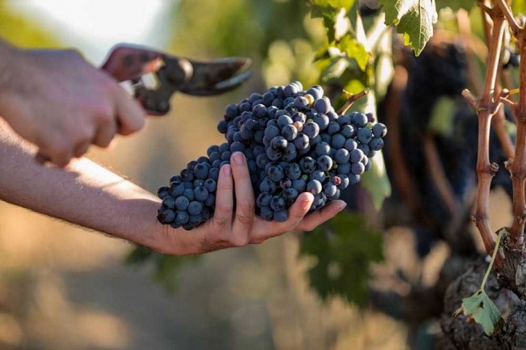 Allegrini — San Polo 2