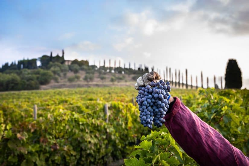 Château La Renaissance, vini Château La Renaissance