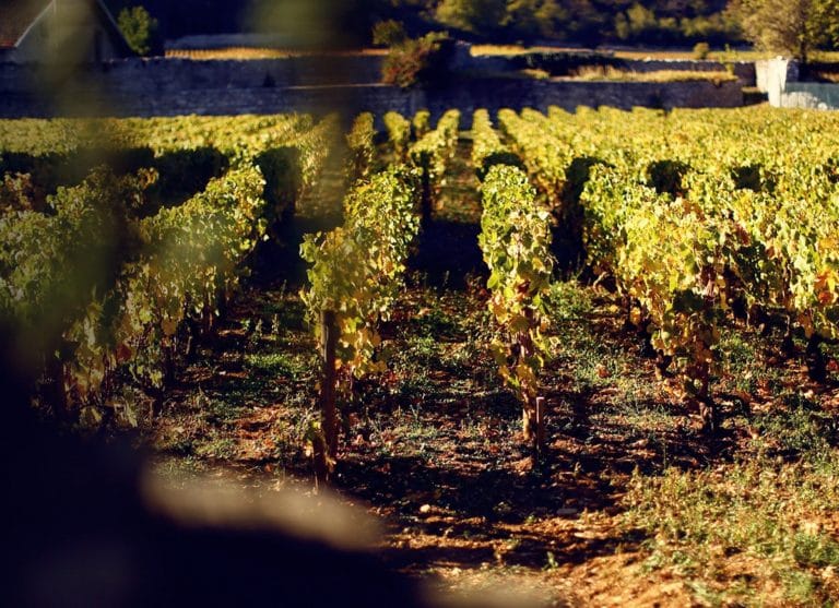 domaine fontaine-gagnard, vini domaine fontaine-gagnard, vini fontaine-gagnard, fontaine-gagnard