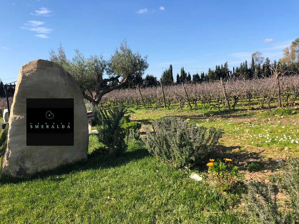 Produttori 35 - MarketdiVino.it tenute smeralda, vini tenute smeralda