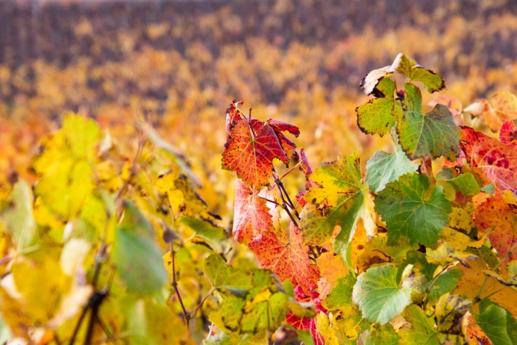 Produttori 61 - MarketdiVino.it Veuve Cheurlin