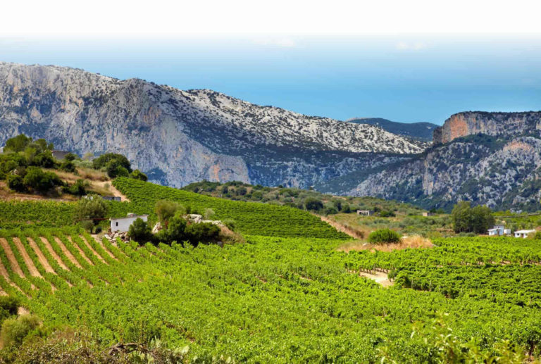 cantina azienda agricola berritta, vini berritta