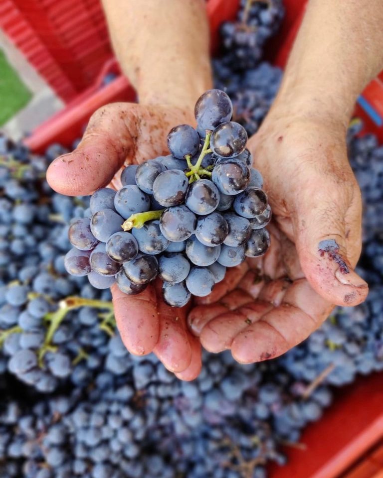 cantina giovanni montisci, vini giovanni montisci