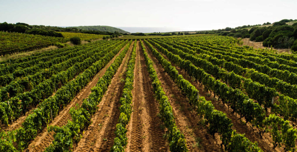 Produttori 38 - MarketdiVino.it cantina mesa, mesa, vini cantina mesa, vini mesa