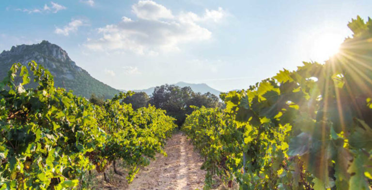 vini mura, cantina mura, mura sardegna