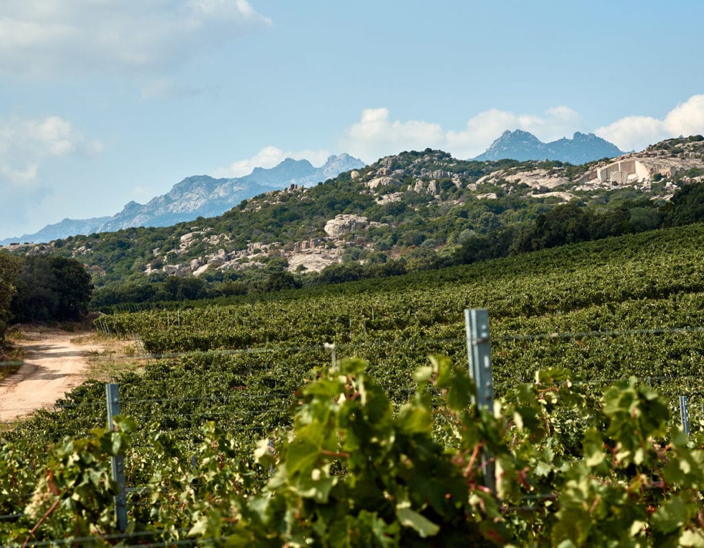 Produttori 36 - MarketdiVino.it vini sa raja, sa raja, cantina sa raja sardegna,cantina saraja, vini saraja, saraja sardegna