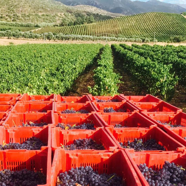 tenute smeralda, vini tenute smeralda