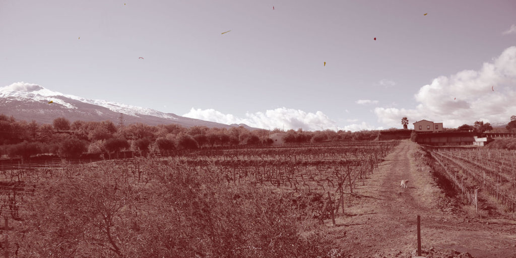 Produttori 48 - MarketdiVino.it carranco, cantina carranco, vini carranco