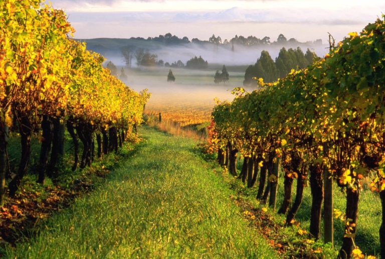 Château Les Justices, chateau les justices, vini Château Les Justices, vini chateau les justices