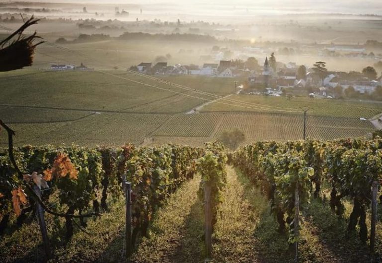 domaine meo camuzet, vini domaine meo camuzet