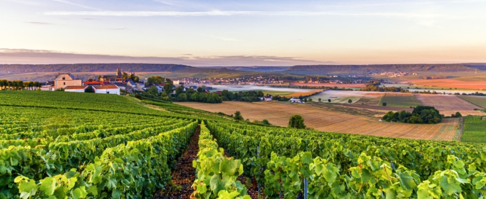 vini bianchi e rossi della francia 1
