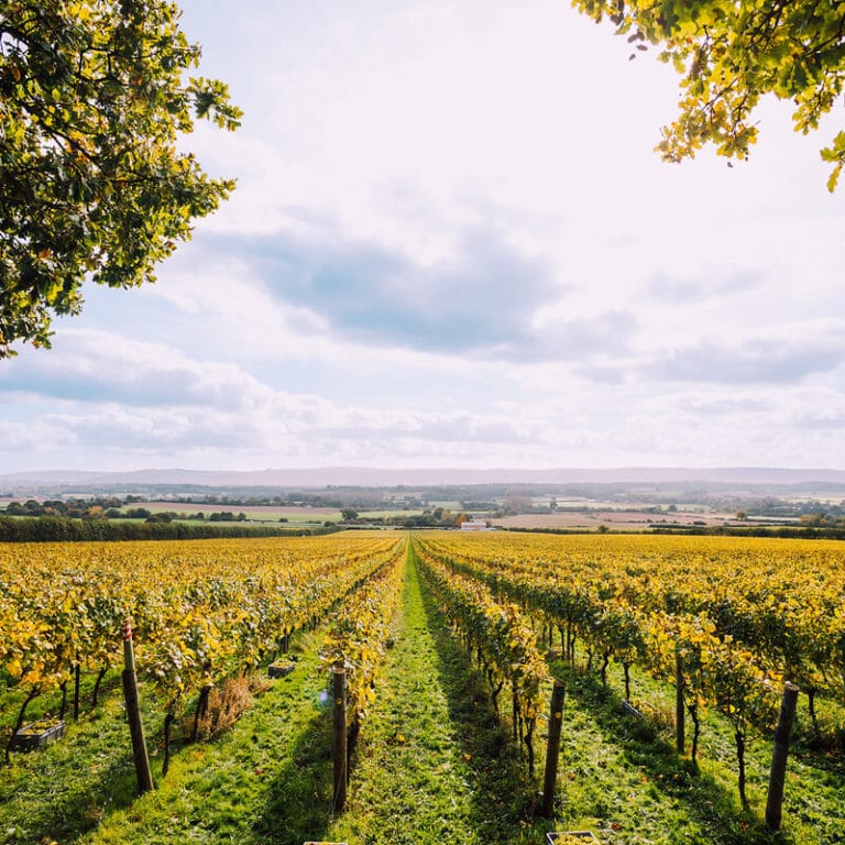 Nyetimber, vini Nyetimber, cantina Nyetimber